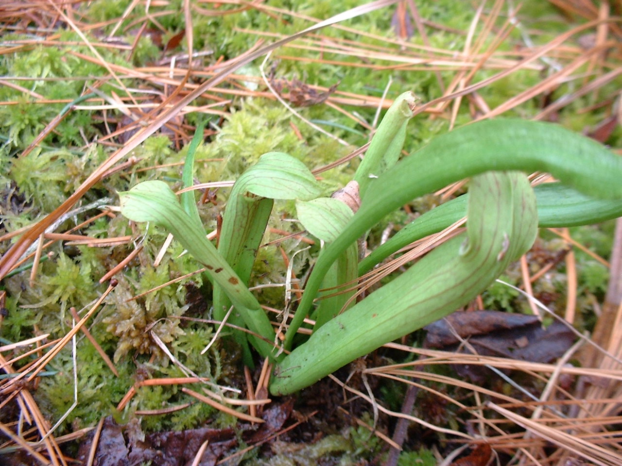 Sarracenia rubra